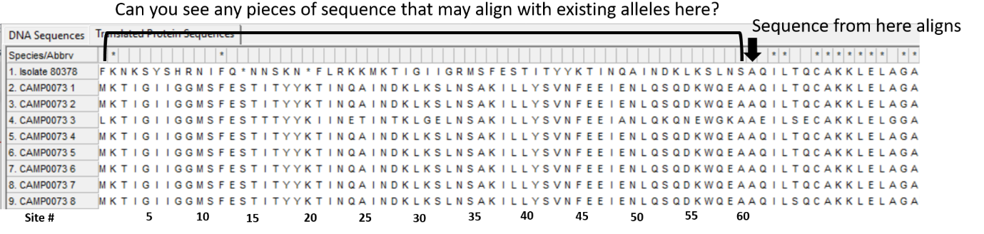 Alleles and isolate sequence open in MEGA. Shown without colour. Arrows to indicate where the sequence aligns.