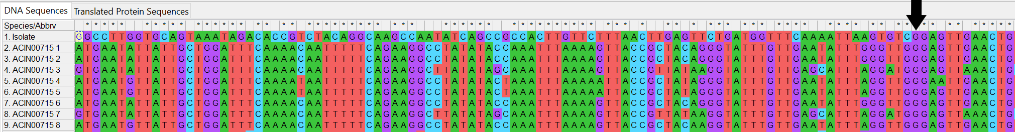Alleles and isolate sequence open in MEGA. Shown with colour. The isolate sequence only matches the defined alleles from position 99 onwards, shown by an arrow.