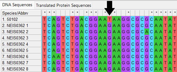 Alleles and isolate sequence open in MEGA with colour. Black arrow indicates the site of a point mutation where there is a T in the isolate sequence and a G in the defined allele sequences. This leads to an internal stop codon.