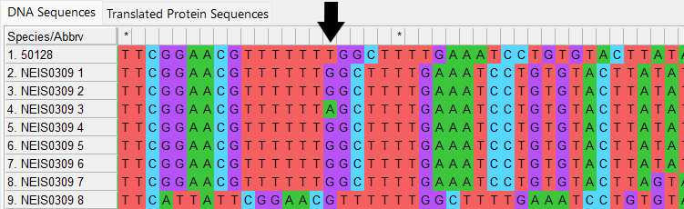 Alleles and isolate sequence open in MEGA with colour. Isolate sequence shifted one to the right, a frameshift has occurred due to the insertion of one base. 