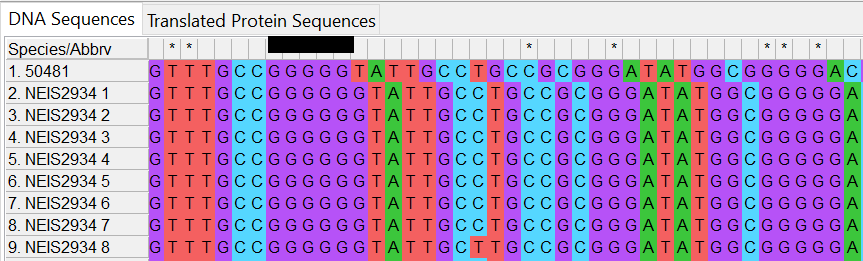 Alleles and isolate sequence open in MEGA in colour. Isolate sequence shifted one to the left, a frameshift has occurred due to the loss of one base. 