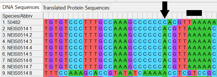 Alleles and isolate sequence open in MEGA. Shown in colour. Isolate sequence shifted one to the right, a frameshift has occurred due to the insertion of one base, indicated by the black arrow. Black box indicates internal stop codon the frameshift causes.