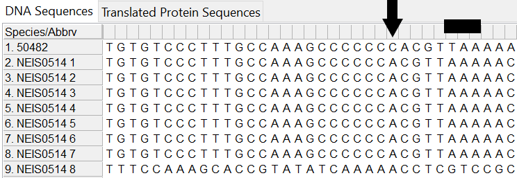 Alleles and isolate sequence open in MEGA without colour. Isolate sequence shifted one to the right, a frameshift has occurred due to the insertion of one base, indicated by the black arrow. Black box indicates internal stop codon the frameshift causes.