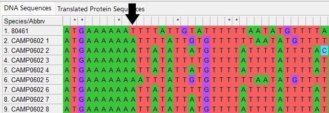 Alleles and isolate sequence open in MEGA. Shown with colour. Arrow points to site 10 where a base has been lost in the isolate sequence compared to the defined alleles.