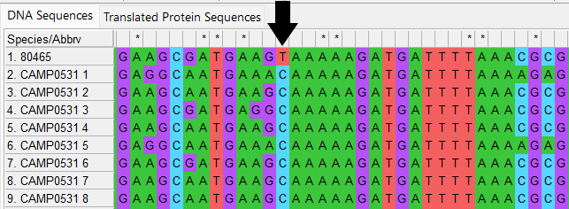 Alleles and isolate sequence open in MEGA. Shown with colour. Arrow at site 49 shows a T in the isolate sequence, not a C like in the defined alleles.
