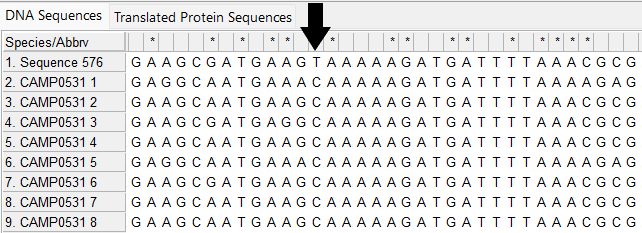 Alleles and isolate sequence open in MEGA. Shown without colour. Arrow at site 49 shows a T in the isolate sequence, not a C like in the defined alleles.