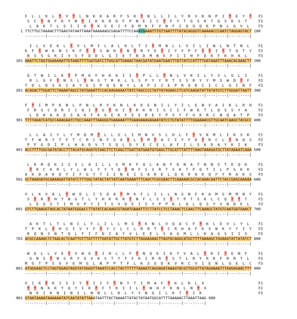 Image of isolate 80811 DNA sequence (yellow) for gene CAMP2021. Amino acids for each of the three frames is shown above the sequence. There is a start codon highlighted in green. There is not a stop codon highlighted red.