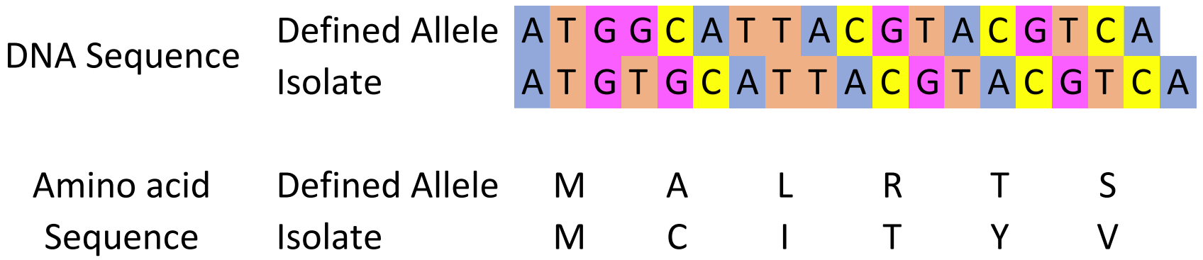 Image of two sequences, one with a frameshift. This causes the amino acid sequence to change. Defined allele: ATGGCATTACGTACGTCA. Isolate sequence: ATGTGCATTACGTACGTCA. Defined allele: MALRTS. Isolate sequence: MCITYV. 
