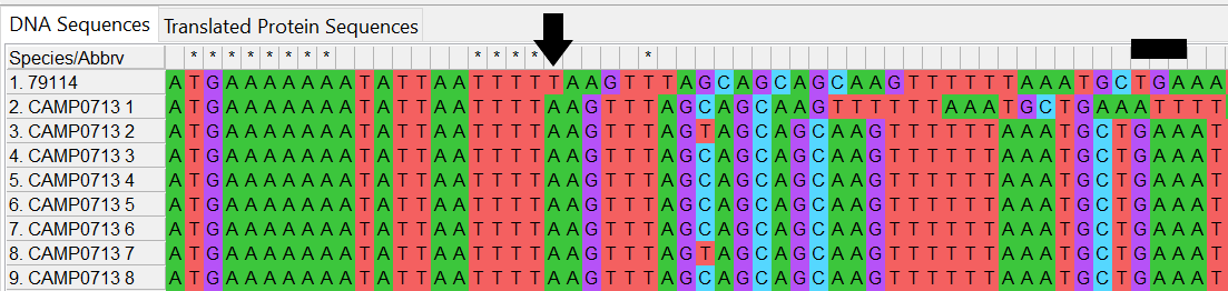 Alleles and isolate sequence open in MEGA. Shown with colour. Isolate sequence shifted one to the right, a frameshift has occurred due to the insertion of one base. 