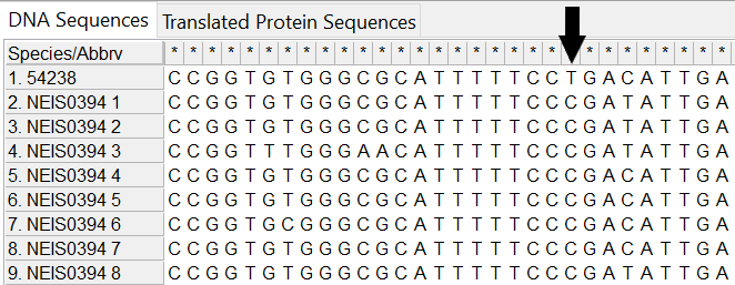 Alleles and isolate sequence open in MEGA. Shown without colour. Isolate has point mutation creating an internal stop codon shown by a black arrow.