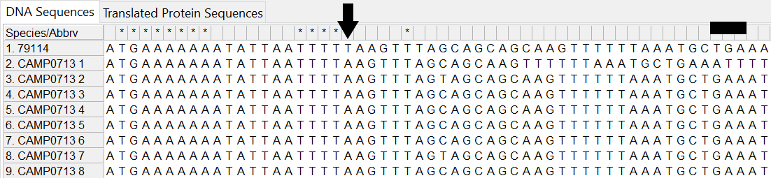 Alleles and isolate sequence open in MEGA. Shown without colour. Isolate sequence shifted one to the right, a frameshift has occurred due to the insertion of one base. 