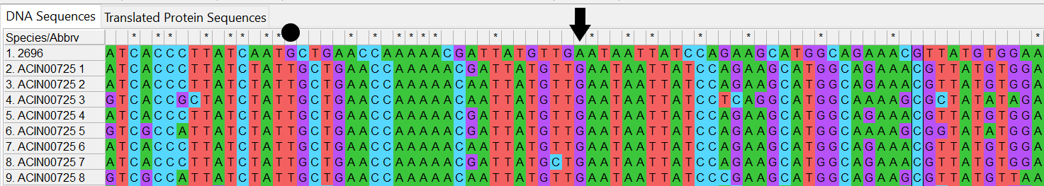 Alleles and isolate sequence open in MEGA. Shown with colour. Isolate sequence shifted one to the left, a frameshift has occurred due to the loss of one base. 