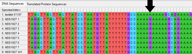Alleles and isolate sequence open in MEGA. Shown with colour. Isolate sequence shifted one to the left, a frameshift has occurred due to the loss of one base.  
