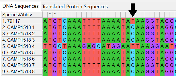 Alleles and isolate sequence open in MEGA. Shown with colour. Black arrow indicates site 19 where the base in our sequence is a T compared to a C.