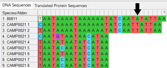Alleles and isolate sequence open in MEGA. Shown with colour. Isolate sequence shifted one to the right, a frameshift has occurred due to the insertion of one base. 