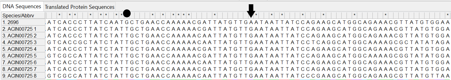 Alleles and isolate sequence open in MEGA. Shown without colour. Isolate sequence shifted one to the left, a frameshift has occurred due to the loss of one base. 