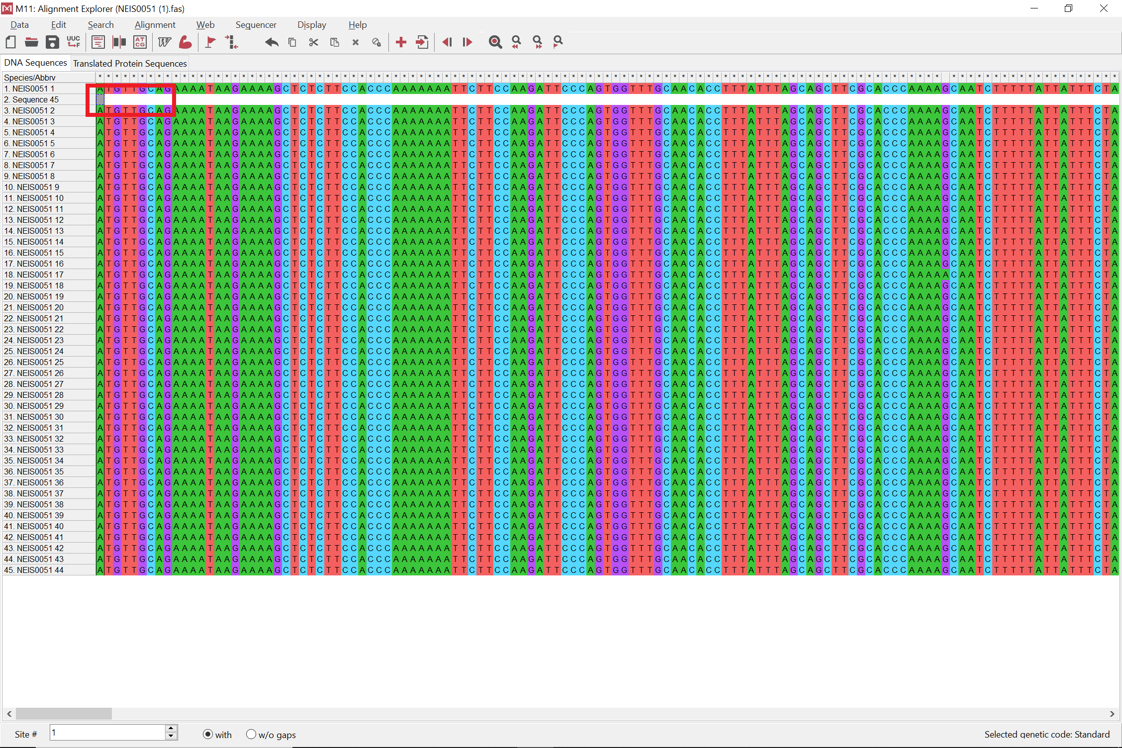 NEIS0051 alleles opened in MEGA with single click on new sequence, with red box