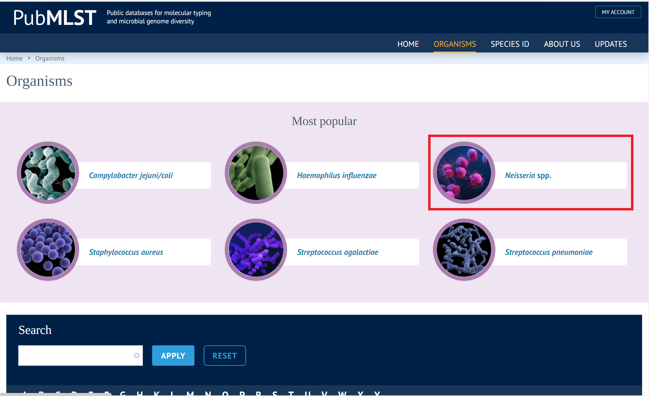 Screenshot of Organisms home with red box around Neisseria spp.