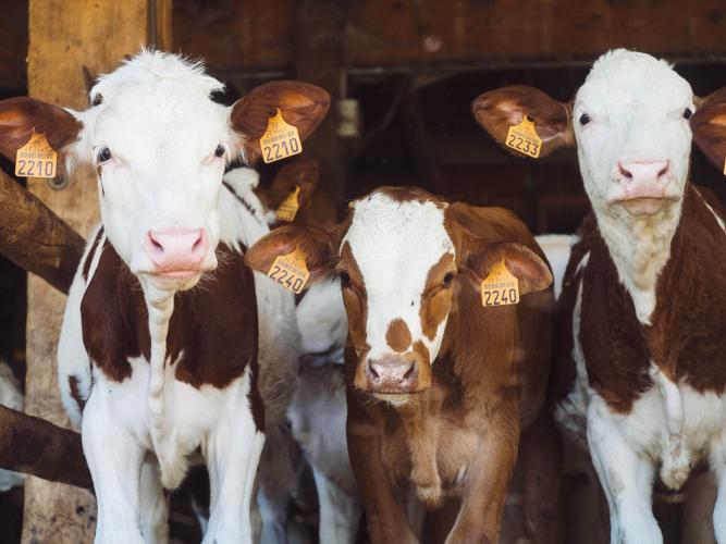 Three cows in barn