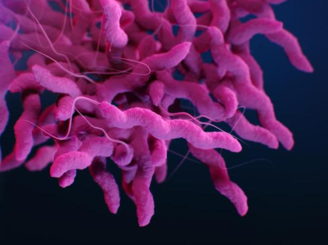 Medical illustration of Campylobacter jejuni 