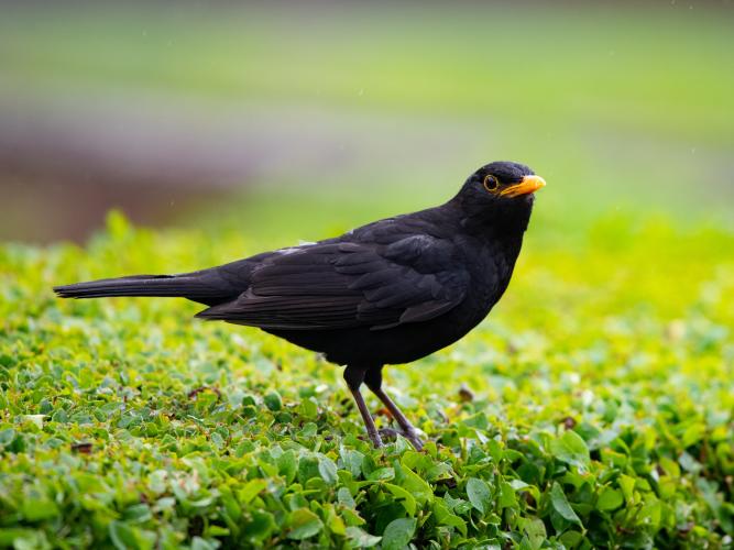 Blackbird on green vegetation