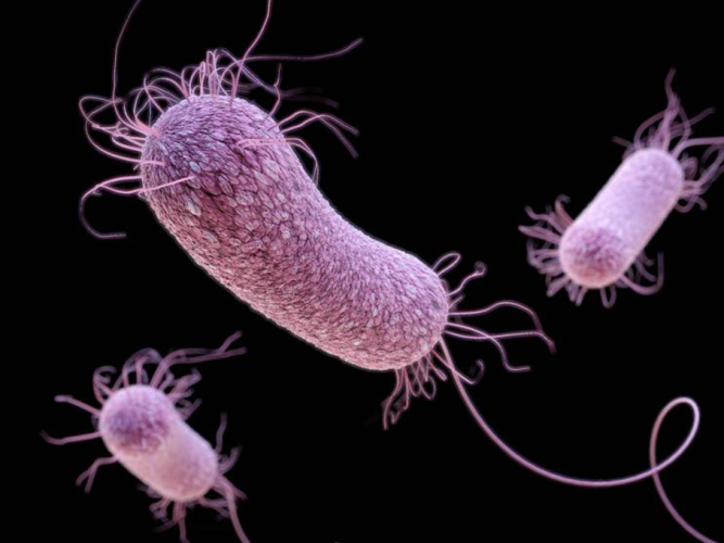 Medical illustration of Pseudomonas aeruginosa