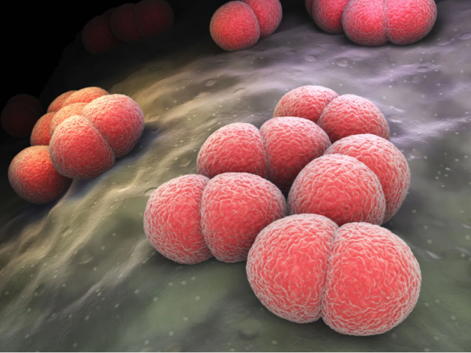 Medical illustration of Neisseria meningitidis