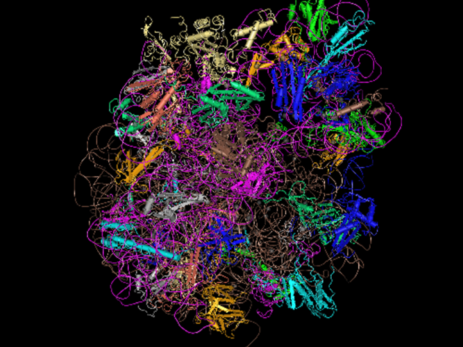 Bacterial ribosome structure