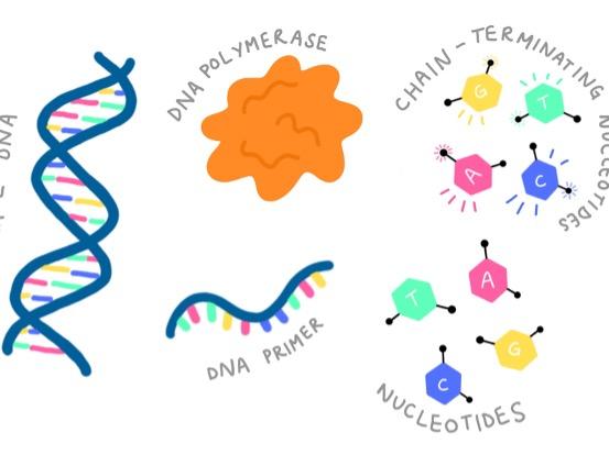 Sanger sequencing 'ingredients'