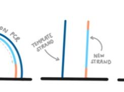 Illumina sequencing - bridge amplification PCR