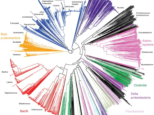 rMLST phylogenetic tree created by Jolley and colleagues