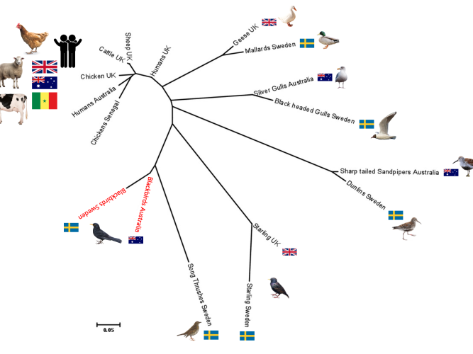 Phylogeny adapted from Griekspoor, et al., 2013