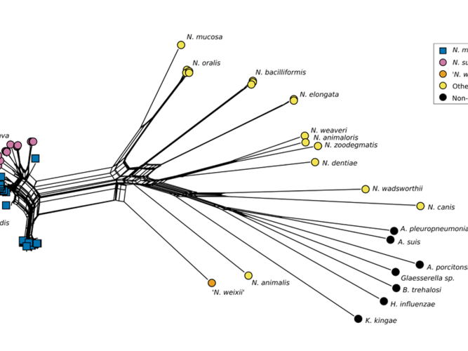 Phylogenetic tree created by Clemence and colleagues