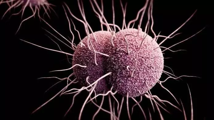Medical illustration of Neisseria gonorrhoeae