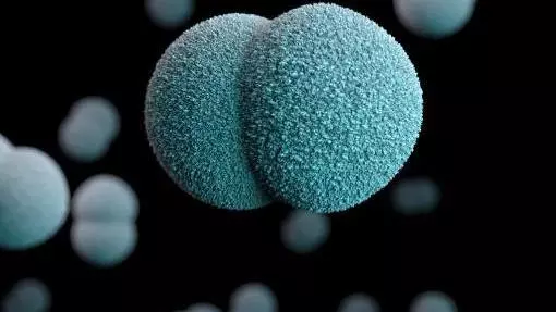 Microscope image of Neisseria meningitidis bacteria