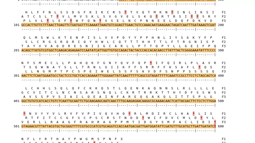 Image of isolate 2667 DNA sequence (yellow) for gene ACIN00715. Amino acids for each of the three frames is shown above the sequence. There is not a start codon highlighted in green. There is a stop codon highlighted red.