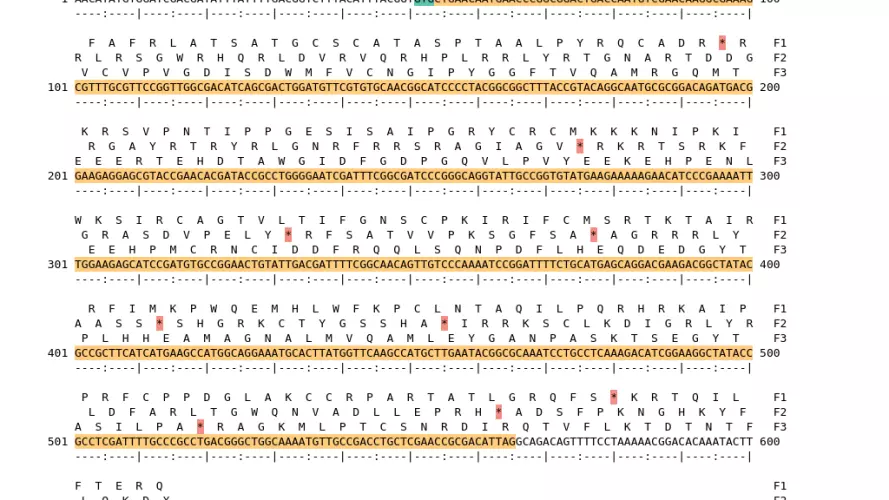 Image of isolate 50488 DNA sequence (yellow) for gene NEIS1072. Amino acids for each of the three frames is shown above the sequence. There is a start codon highlighted in green. There is not a stop codon highlighted red.