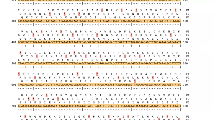 Image of isolate 80415 DNA sequence (yellow) for gene CAMP1443. Amino acids for each of the three frames is shown above the sequence. There is a start codon highlighted in green. There is a stop codon highlighted red. There is an internal stop codon.