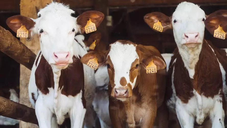 Three cows in barn
