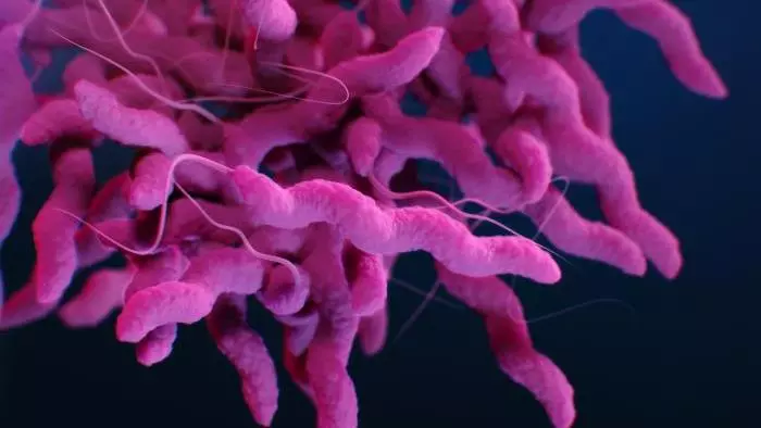 Medical illustration of Campylobacter jejuni 