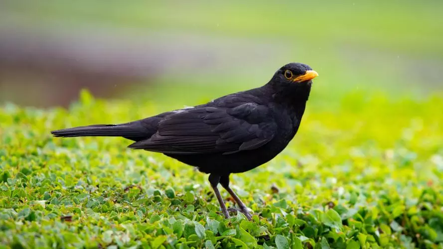 Blackbird on green vegetation