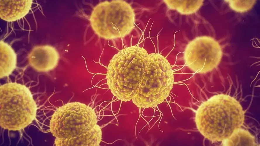 Medical illustration of Neisseria gonorrhoeae