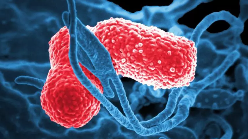 Medical illustration of Klebsiella pneumoniae