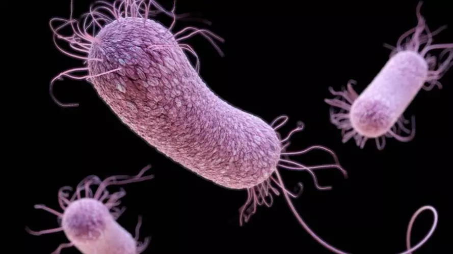 Medical illustration of Pseudomonas aeruginosa