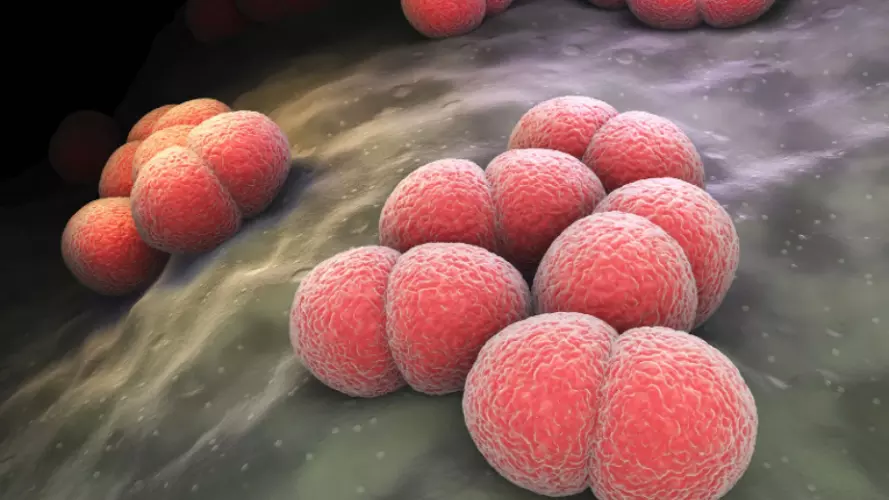 Medical illustration of Neisseria meningitidis