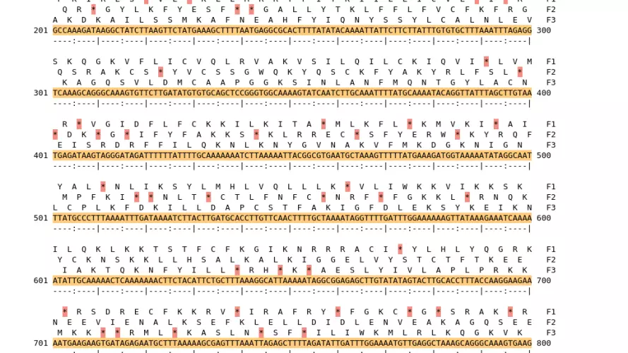 Image of isolate 80415 DNA sequence (yellow) for gene CAMP0593. Amino acids for each of the three frames is shown above the sequence. There is a start codon highlighted in green. There is not a stop codon highlighted red. There are internal stop codons.