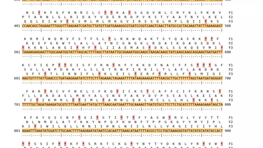 Image of isolate 80461 DNA sequence (yellow) for gene CAMP0602. Amino acids for each of the three frames is shown above the sequence. There is a start codon highlighted in green. There is not a stop codon highlighted red. There are internal stop codons.