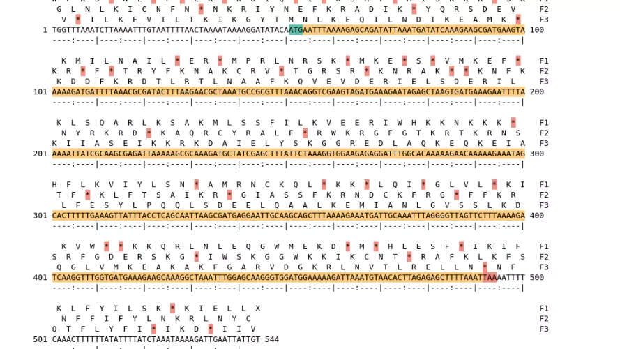 Image of isolate 80465 DNA sequence (yellow) for gene CAMP0531. Amino acids for each of the three frames is shown above the sequence. There is a start codon highlighted in green. There is a stop codon highlighted red. There is an internal stop codon.