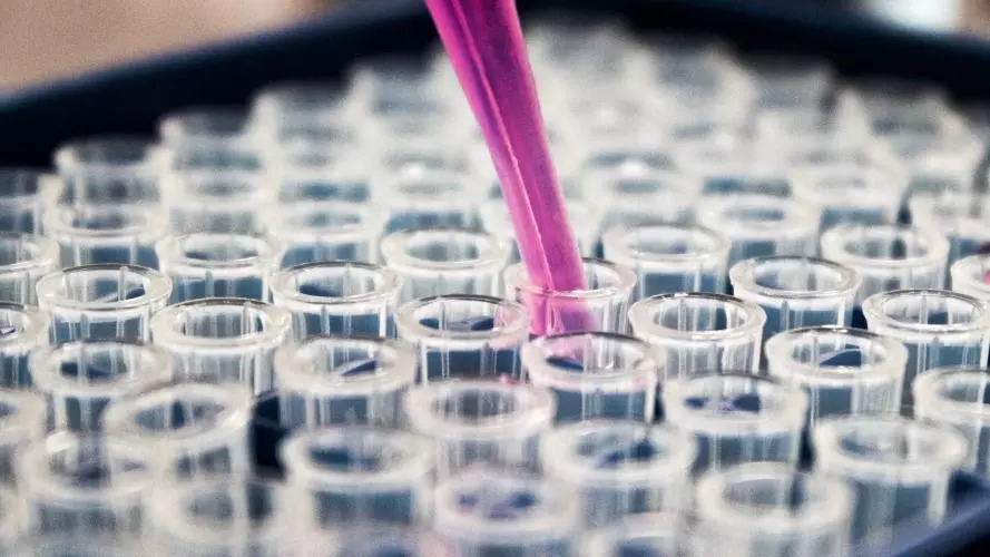 Pipette filling test tubes with pink liquid