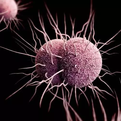 Medical illustration of Neisseria gonorrhoeae